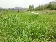 -大湾区中央湿地公园
