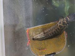 -金三可市井水煮鱼(金碧园店)