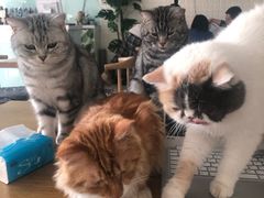 -平行世界·猫咖(首经贸店)
