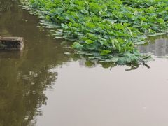 -龙头寺公园