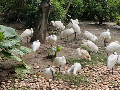 -广州长隆飞鸟乐园