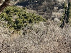 -北京西山国家森林公园