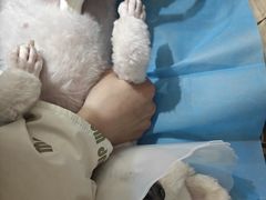 -芭比堂动物医院·CT·微创中心(新顺分院)