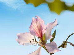 -广东花都湖国家湿地公园