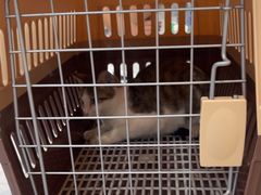 -四月宠物医院·猫专科·心脏专科·内科(转塘店)