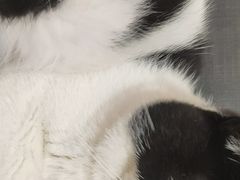 -瑞派福兴宠物医院犬猫全科·骨科·中西医结合(河东店)