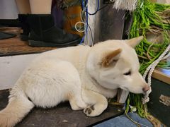 -猫小院猫主题餐厅(南锣旗舰店)