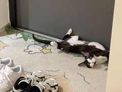 -十年猫舍·猫咪专门店(普陀店)