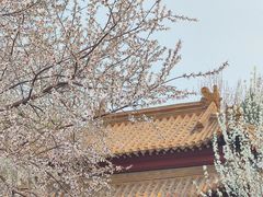 -桃花堤公园