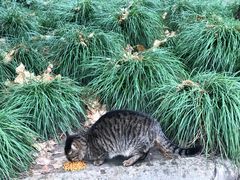 -上海市龙华烈士陵园