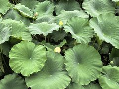 -莲池书院博物馆