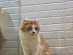 -momokira米努特·德文卷毛猫·棉花面纱犬