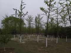 -永定河休闲森林公园