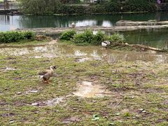 -靖西鹅泉风景区