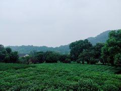 -龙井村