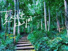 -上海佘山国家森林公园天马山园