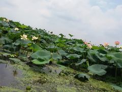 -焦岗湖影视城
