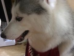 -Husky Go! 哈士奇体验馆·宠物咖啡厅狗咖