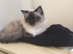 -momokira米努特·德文卷毛猫·棉花面纱犬