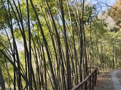 -东天目山风景区