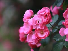 -广富林郊野公园