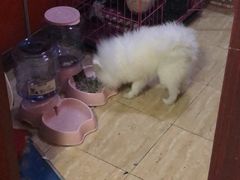 -爱贝特动物医院·猫口炎专科