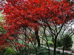 -鸿恩陶然大观园