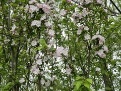 -桃花堤公园