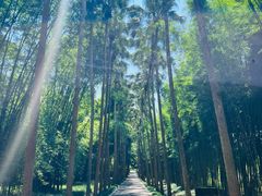 -中国科学院西双版纳热带植物园