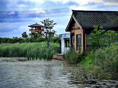 -杭州湾海上花田景区