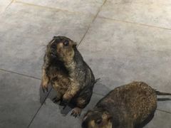 -荆州中山公园动物园