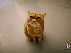 -猫友咖啡店(玉林西路店)