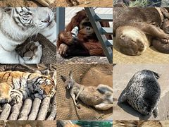 -西霞口神雕山野生动物世界