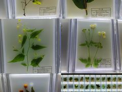 -广东中医药博物馆