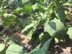 -万源龙顺度假庄园生态观光园