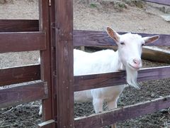 -神户市立六甲山牧场