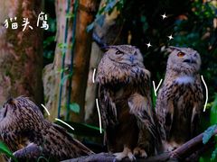 -广州长隆野生动物世界