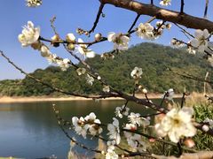 -广州市流溪河国家森林公园