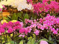 -溪岸路花鸟市场