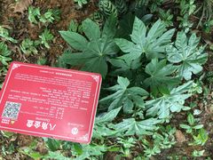 -广西壮族自治区药用植物园