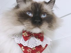 -伟伟宠物医院·CT影像中心·瑞派犬猫综合性门诊(汉口总院)