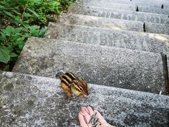 -汤旺河林海奇石景区