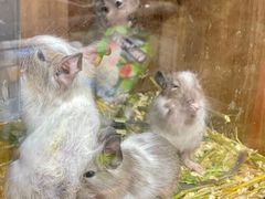 -酷以爬仙阁实体爬宠店·守宫·蜥蜴·专业繁育