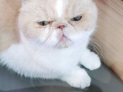 -喵园·猫主题咖啡厅·撸猫·猫咖(国贸店)