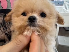 -萌宠之家·腊肠犬·马尔泰·小体犬舍