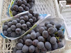 -马陆小张葡萄园农家乐