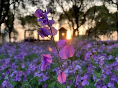 -白塘生态植物园