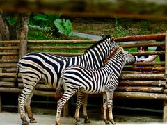 -泉州海丝野生动物世界