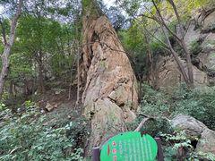 -大岭沟猕猴桃谷风景区