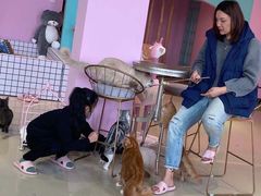 -70cat德文卷毛猫·缅因猫纯种猫舍